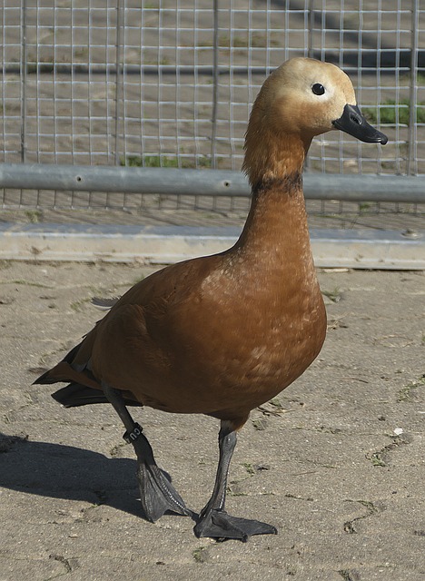 出手